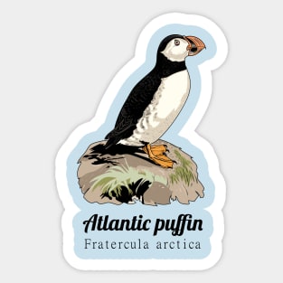 Atlantic puffin Sticker